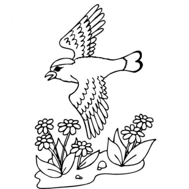 Птица овсянка раскраска