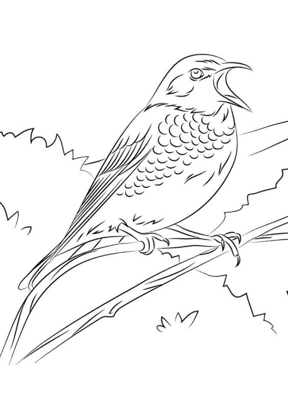 Птица жаворонок раскраска