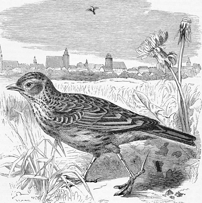 Птица жаворонок раскраска73