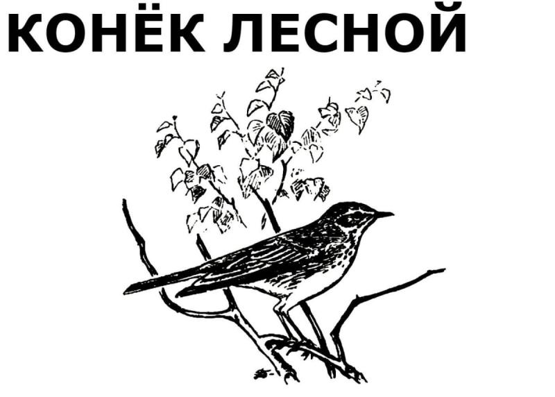 Раскраска "перелетные птицы"