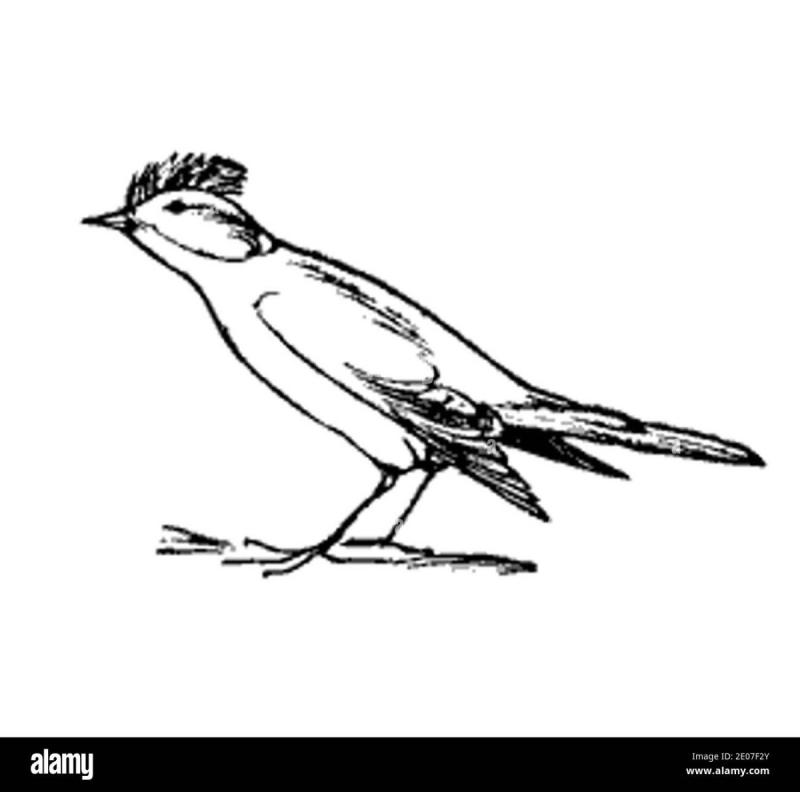 Жаворонок раскраска для детей