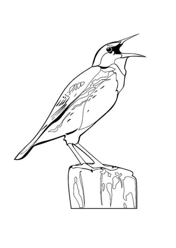 Жаворонок раскраска