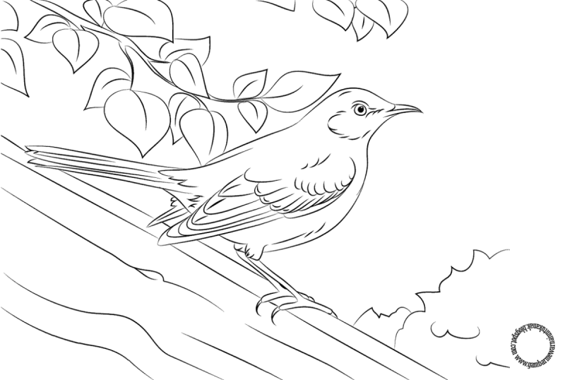 Воробей раскраска