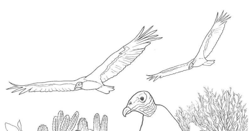 Птицы. Раскраска