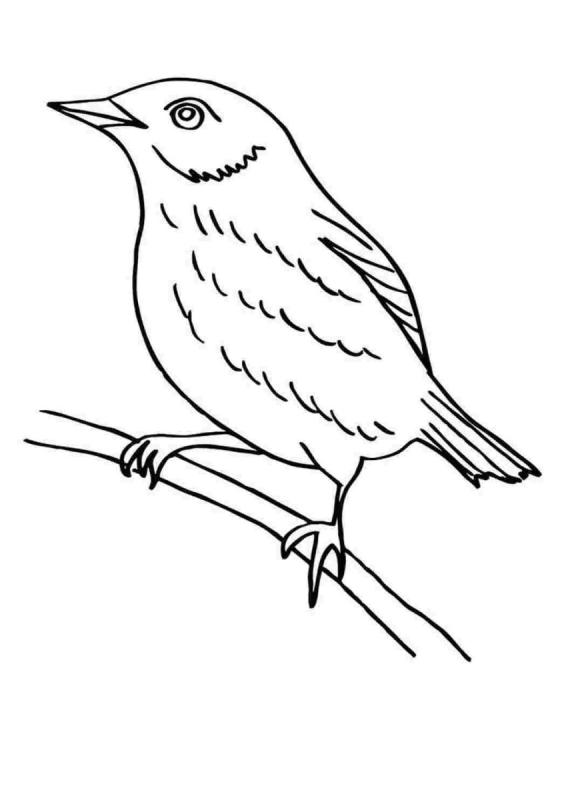 Раскраска птицы Дрозд