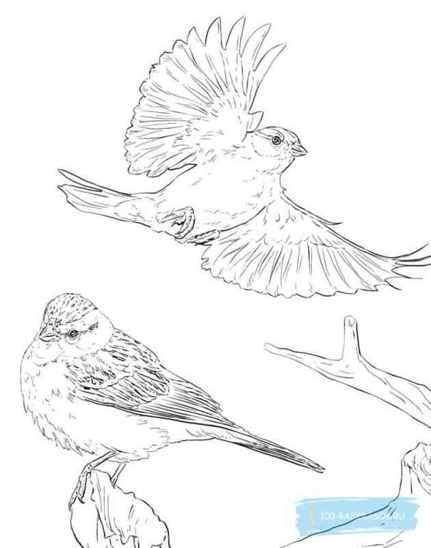Птицы коллаж раскраска
