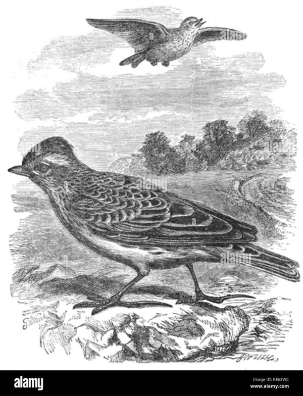 Жаворонок мультяшный