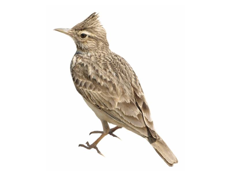 Птичка шаблон для вырезания