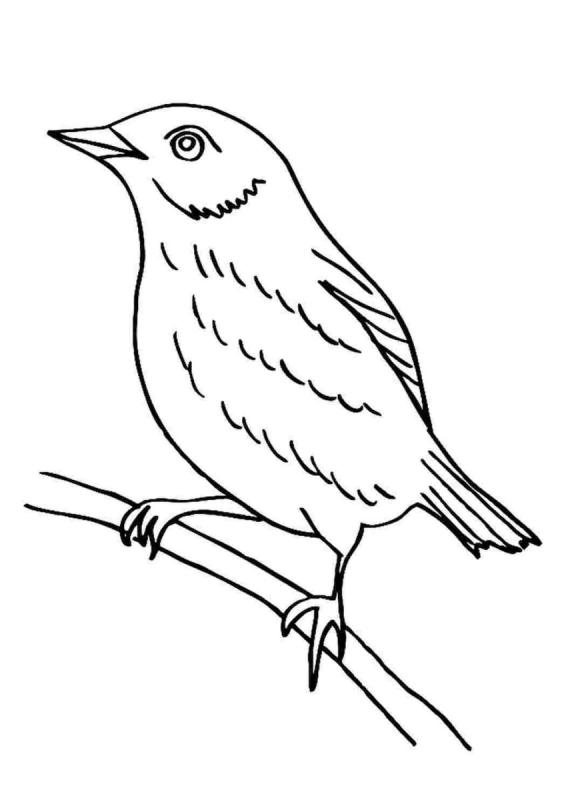 Перелётные птицы картинки для детей