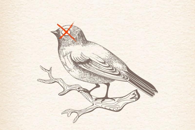 Скворец раскраска для детей