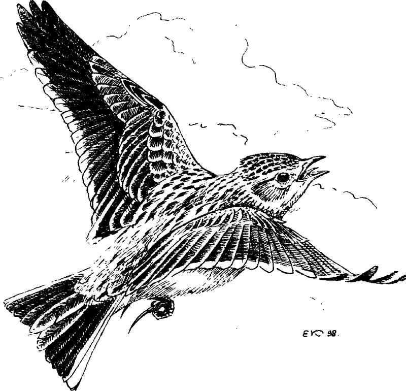 Птичка раскраска