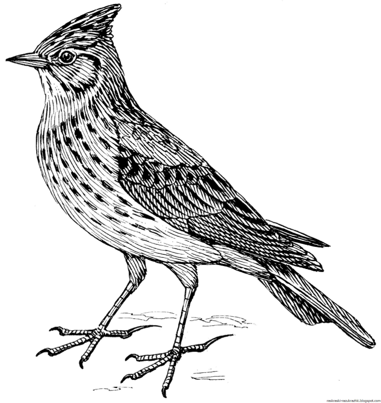 Трафарет птицы для рисования детям