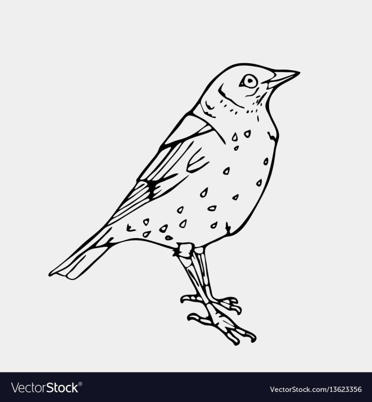 Жаворонок для раскрашивания