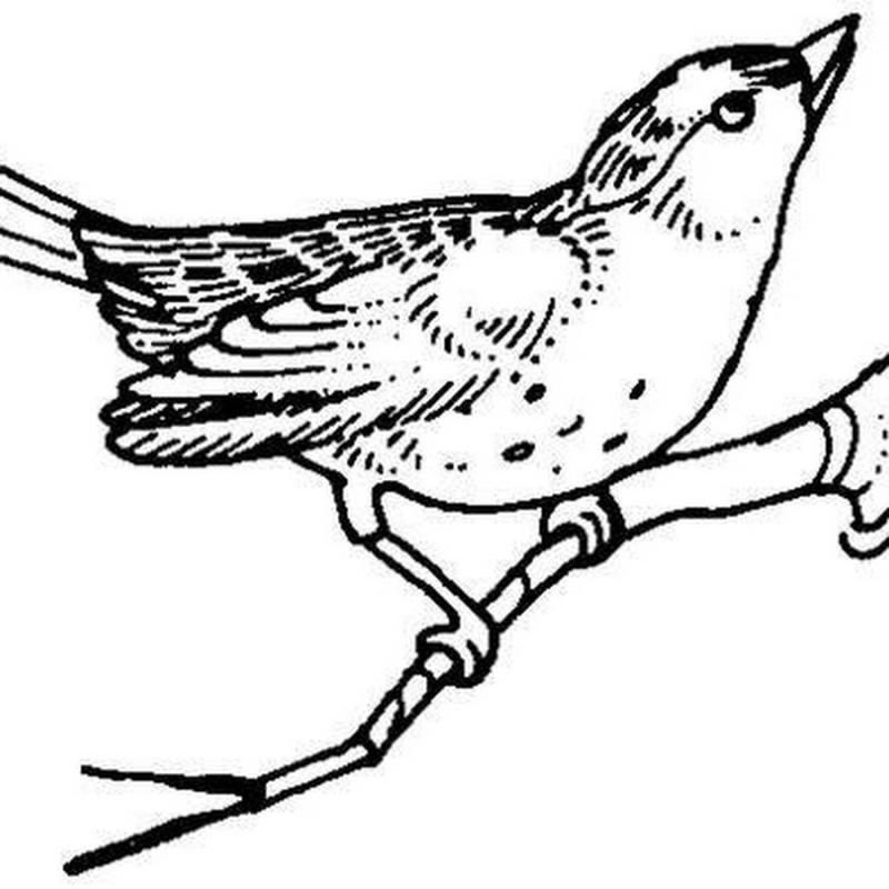 Раскраски птицы для детей старшей группы