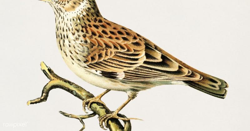 Перелетные птицы раскраска для детей