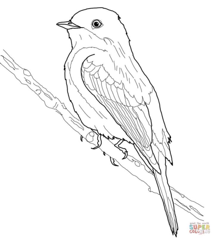 Дрозд рисунок для детей