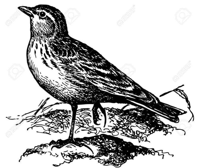 Скворец раскраска