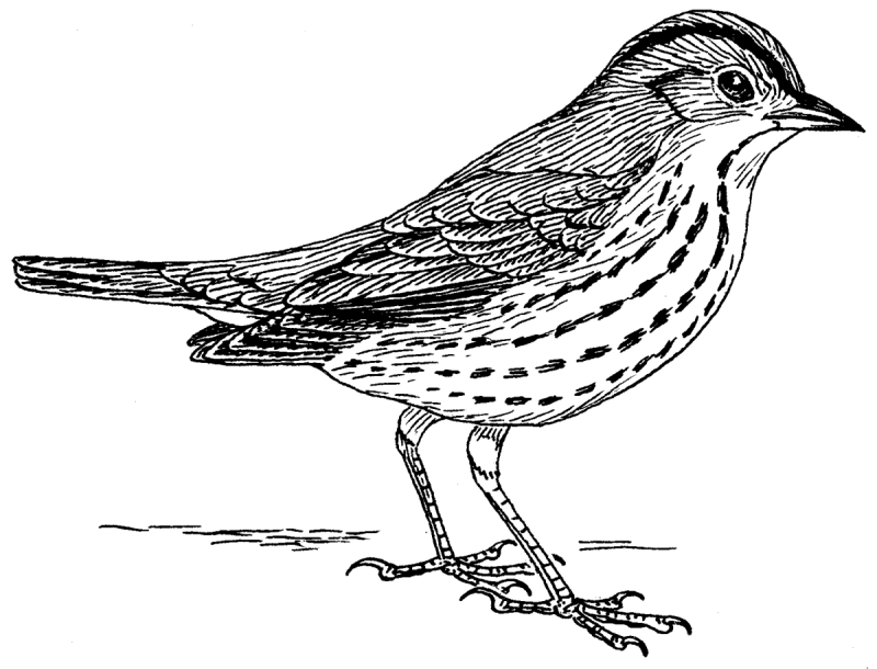 Раскраска перелетные птицы весной