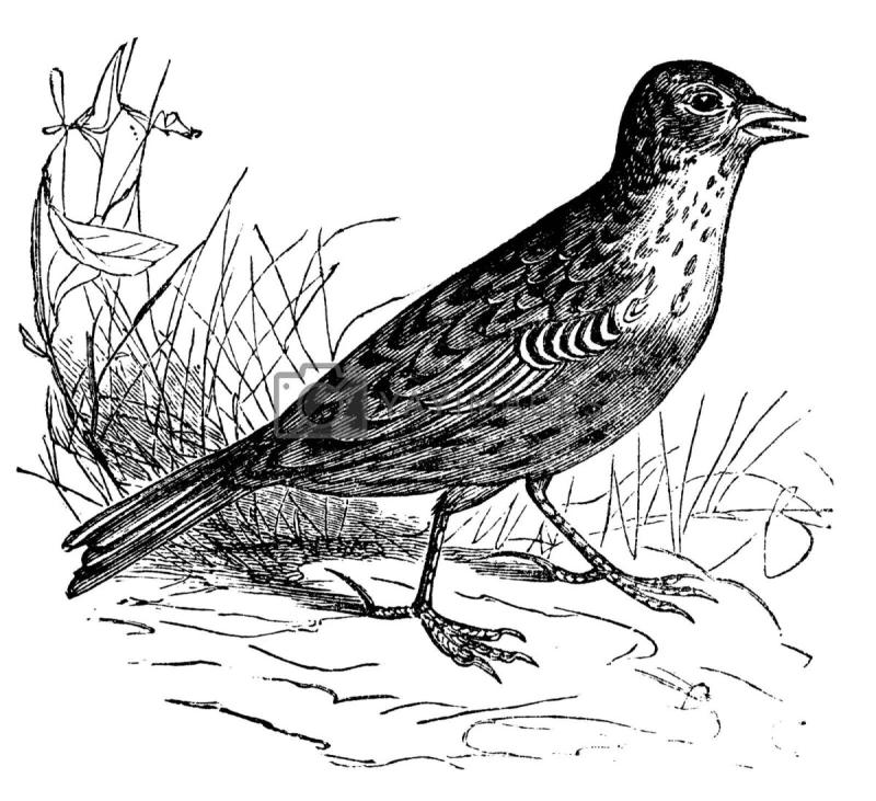 Раскраска птицы Дрозд