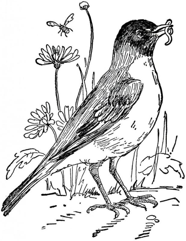 Жаворонок чб