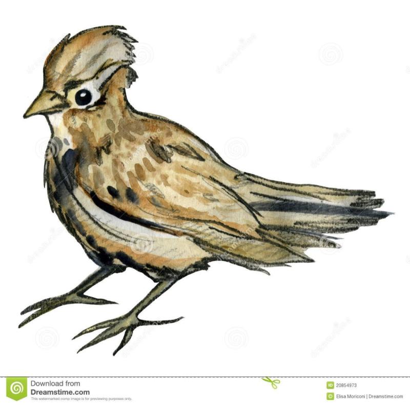 Птица в полете раскраска