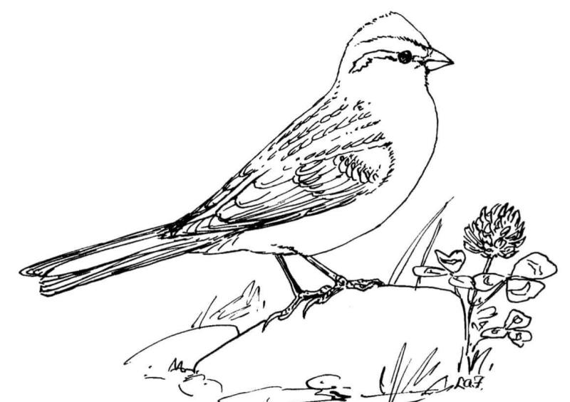 Дрозд скворец Жаворонок