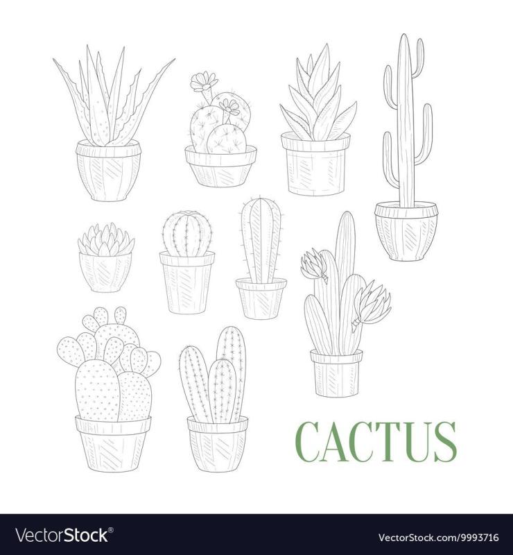 Маленькие раскраски кактусы