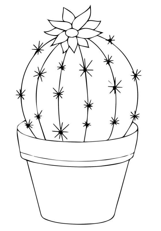 Раскраска кактус в горшке61