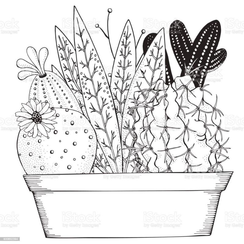 Суккуленты и кактусы рисунки карандашом