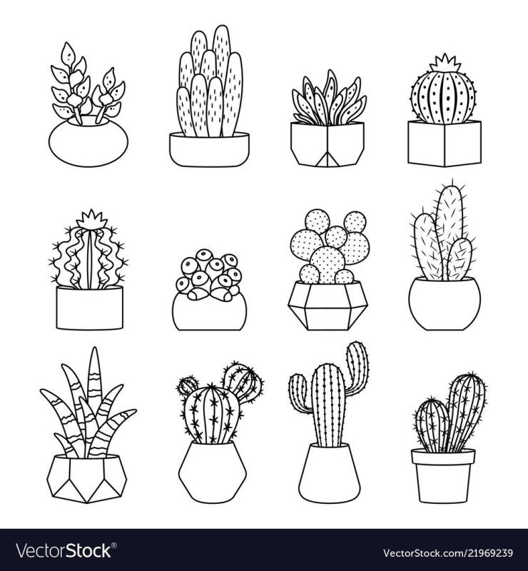 Маленькие кактусы черно белые