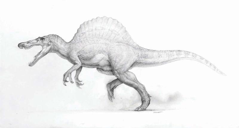 Раскраски динозавры Спинозавр