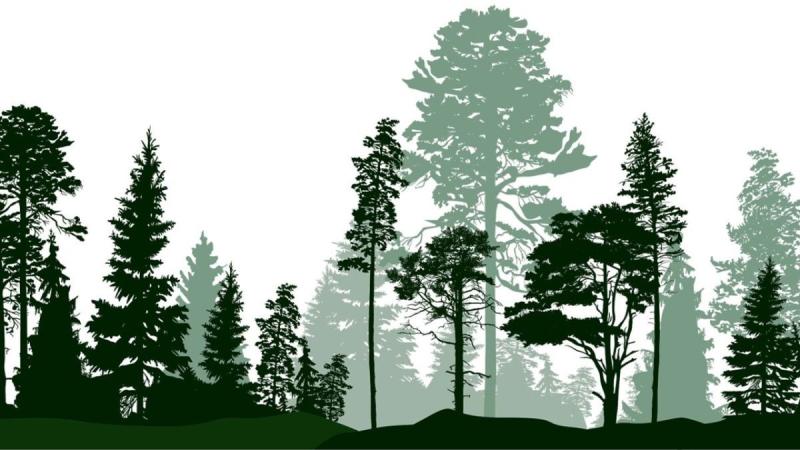 Нарисованные сухоцветы