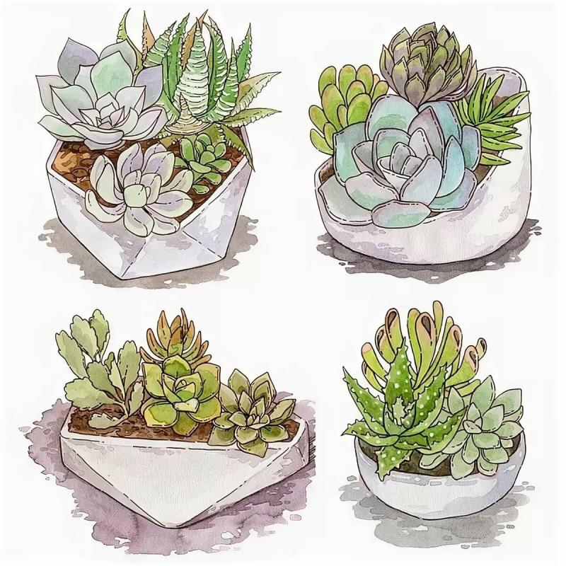 Шишки рисунок