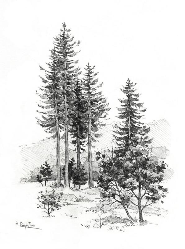 Хвоя кедра для дошкольников