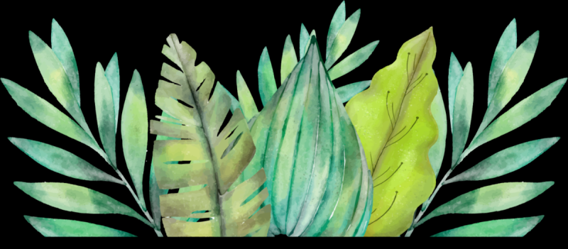 Дудлы кактусы и Суккуленты