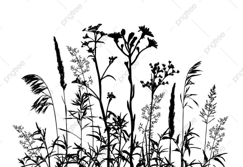 Луговые травы на белом фоне