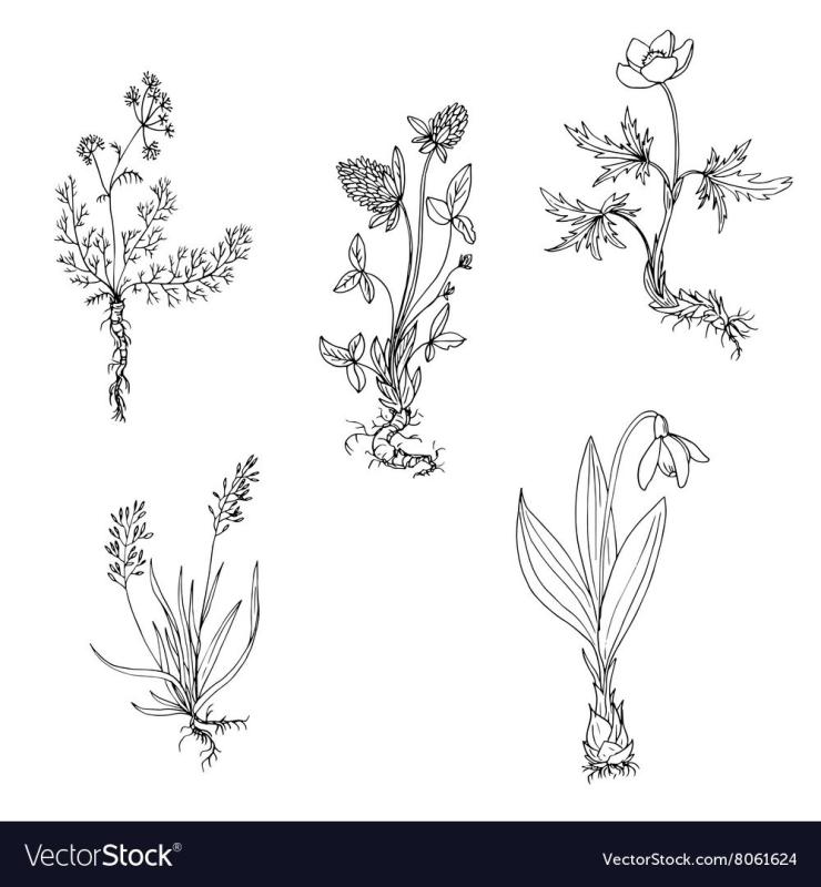 Луговые травы Графика