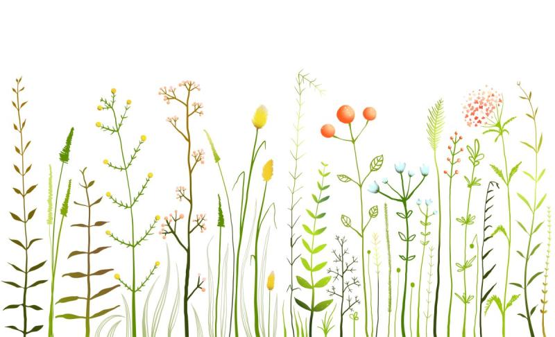 Дикорастущее растение рисунок