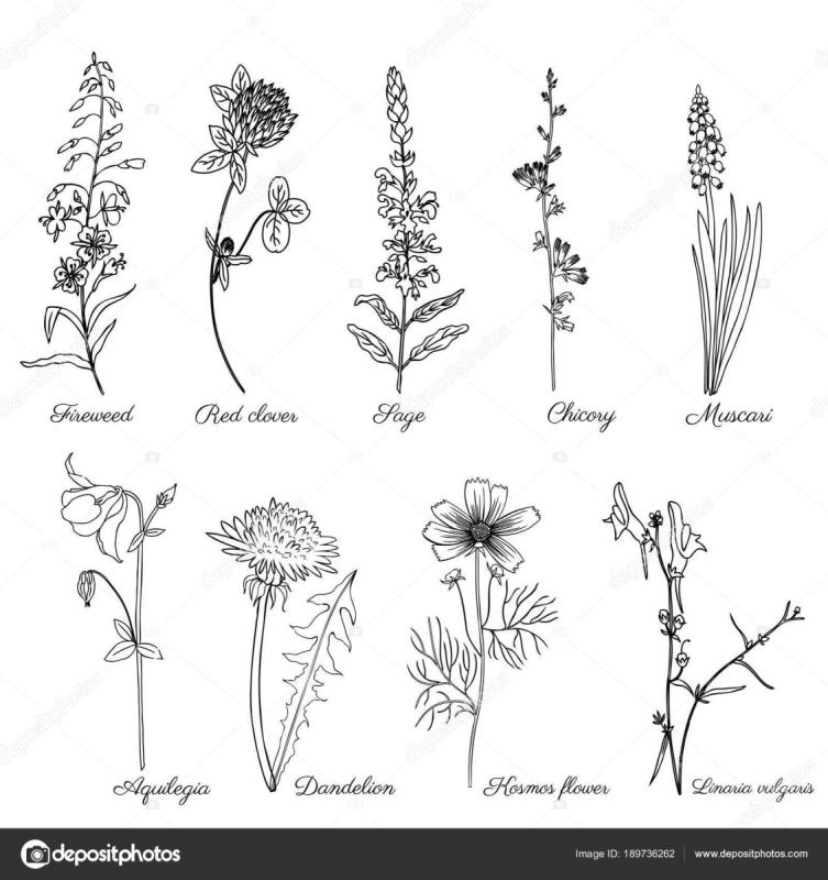 Силуэты трав и цветов