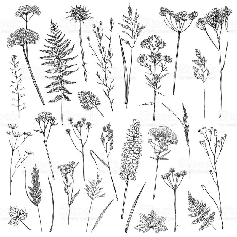 Рисунки разных растений