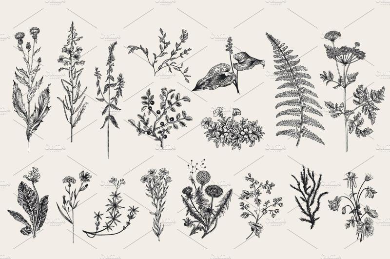 Эскиз лекарственных трав из металла легкие для детей рисунки