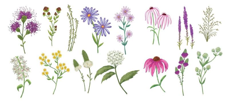 Луговая трава силуэты