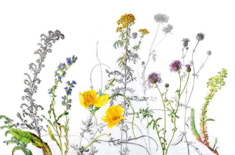 Вышивка полевые травы Машинная