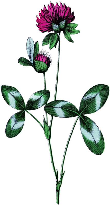 Рисование с натуры листьев и цветов