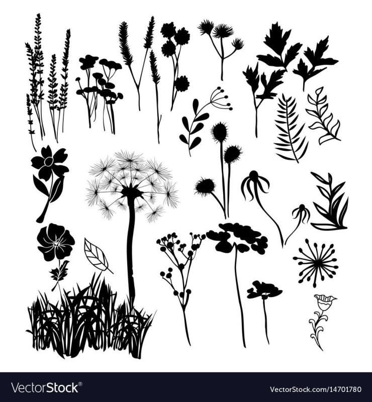 Ботанические зарисовки чб