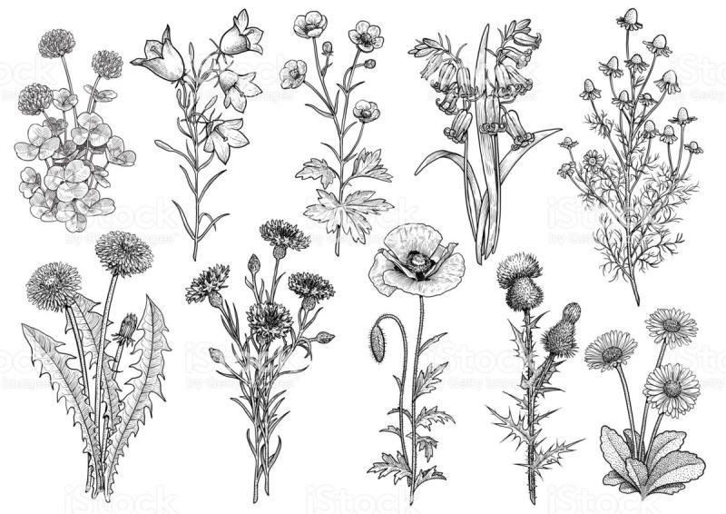 Лекарственные растения задания для дошкольников