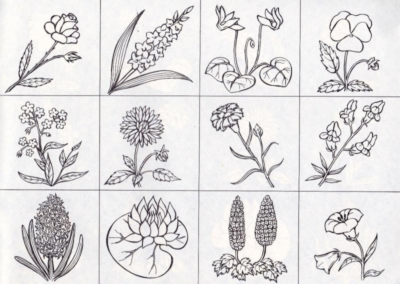 Плакат. Полевые цветы