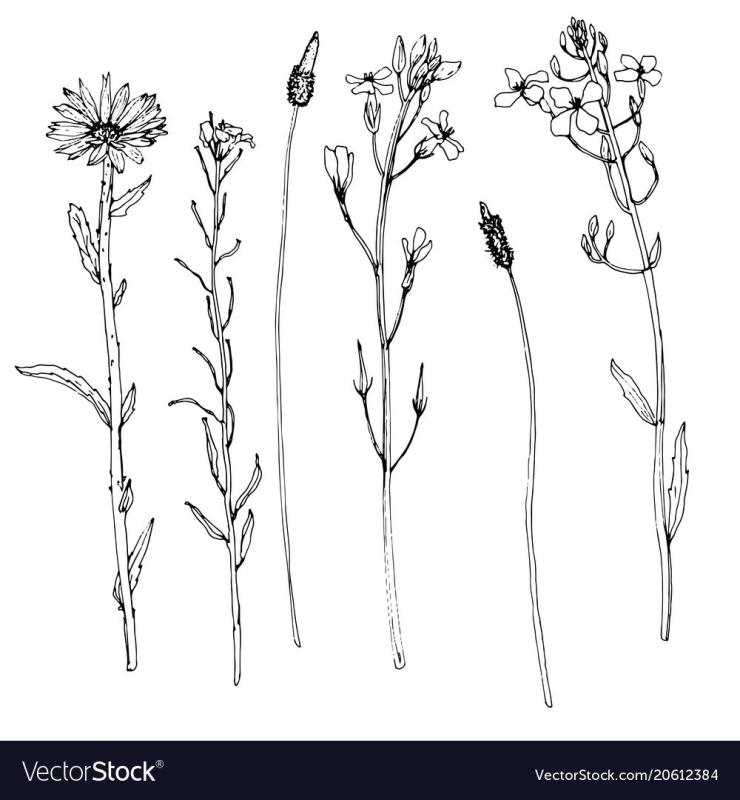 Эскиз травянистых растений