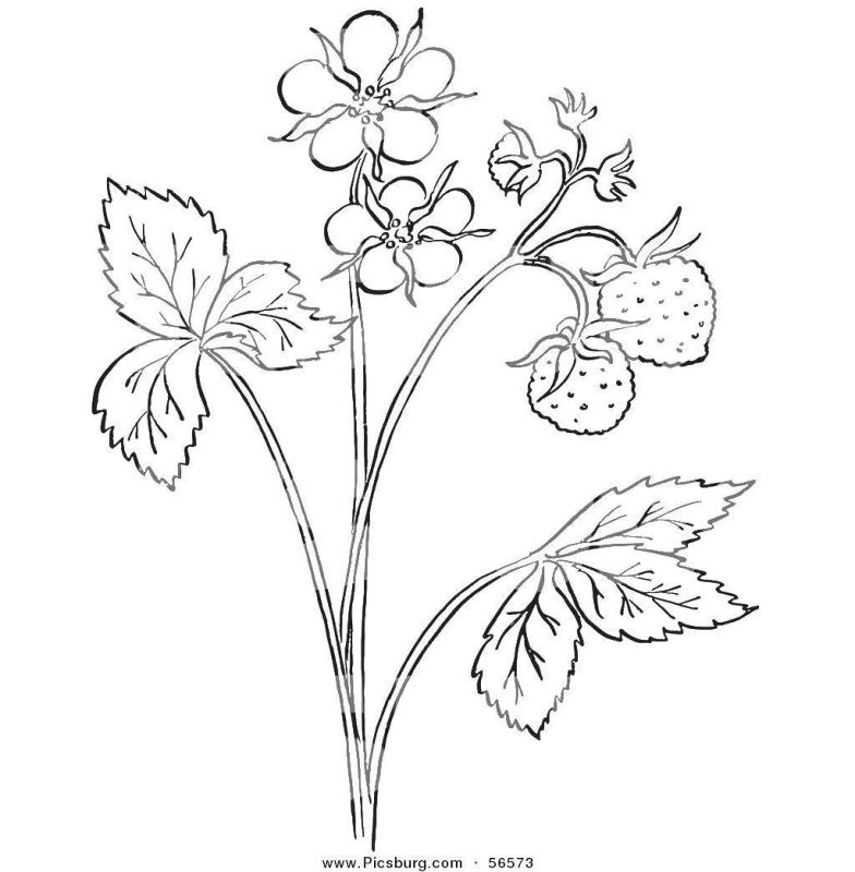 Дикорастущие лекарственные растения