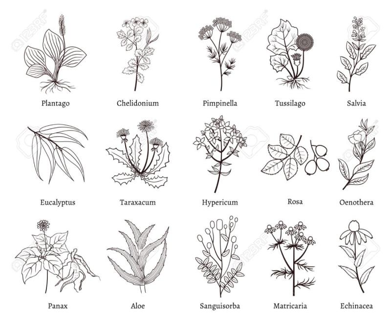 Эскизы тату цветы